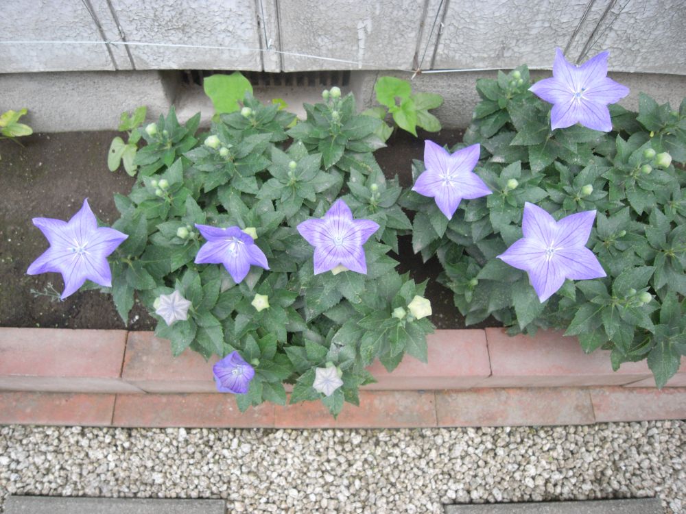 �L�L���E�Q�U