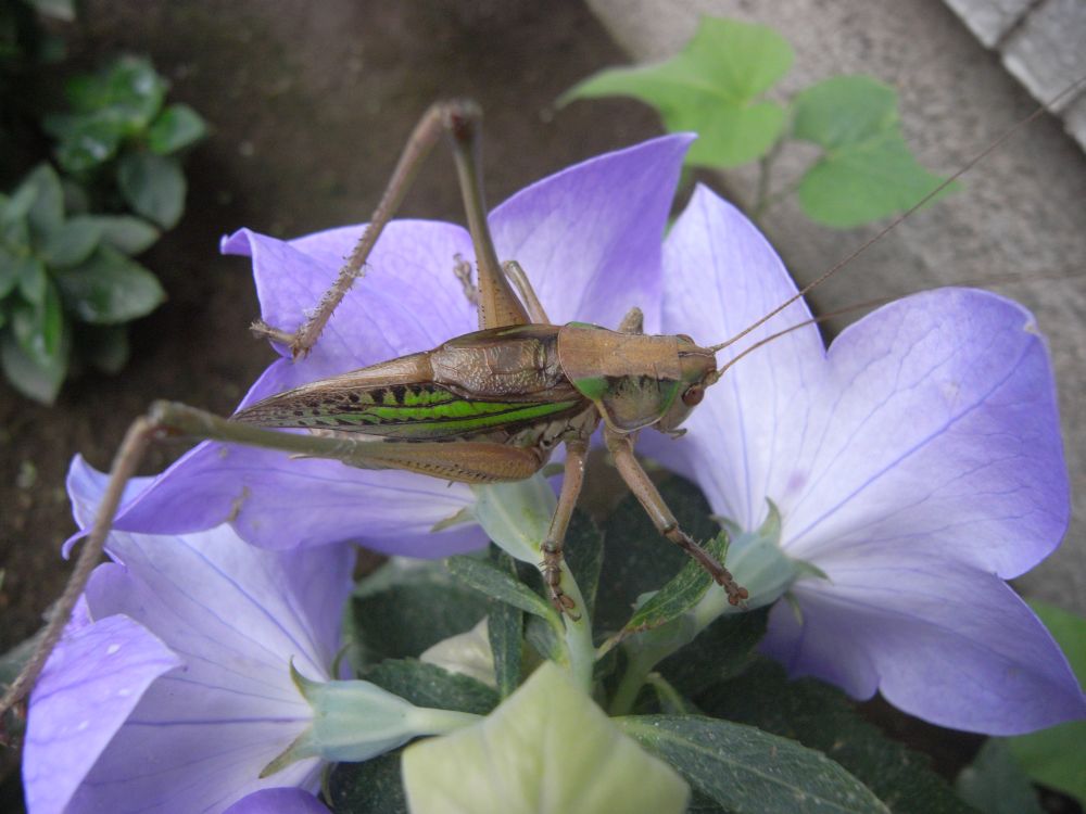 �L�L���E�Q�V