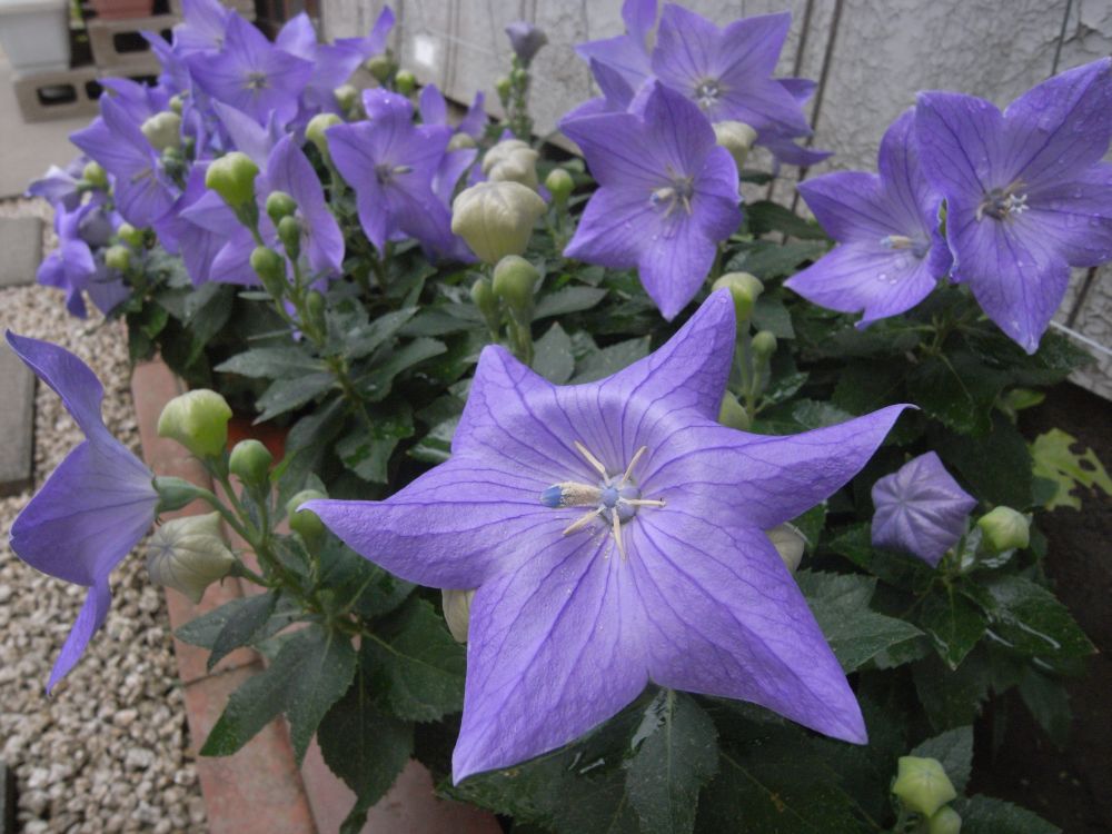 �L�L���E�Q�W