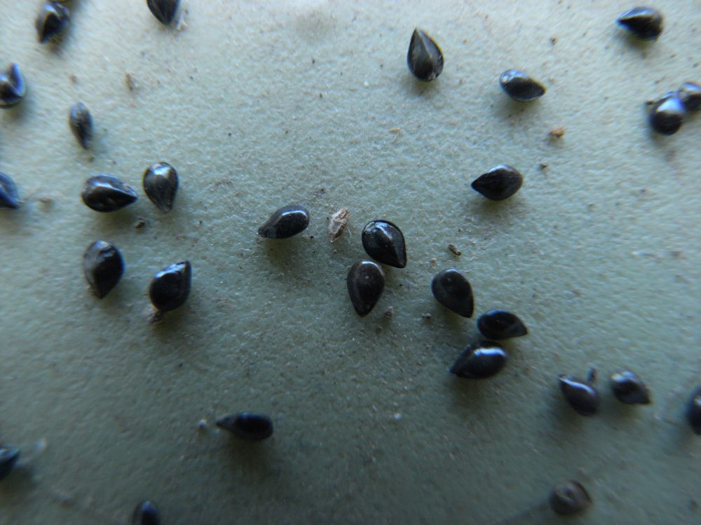 ���X���i�O�T�P