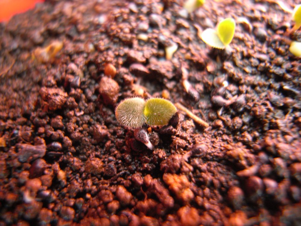 ���X���i�O�T�Q