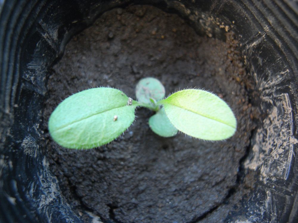 ���X���i�O�T�R