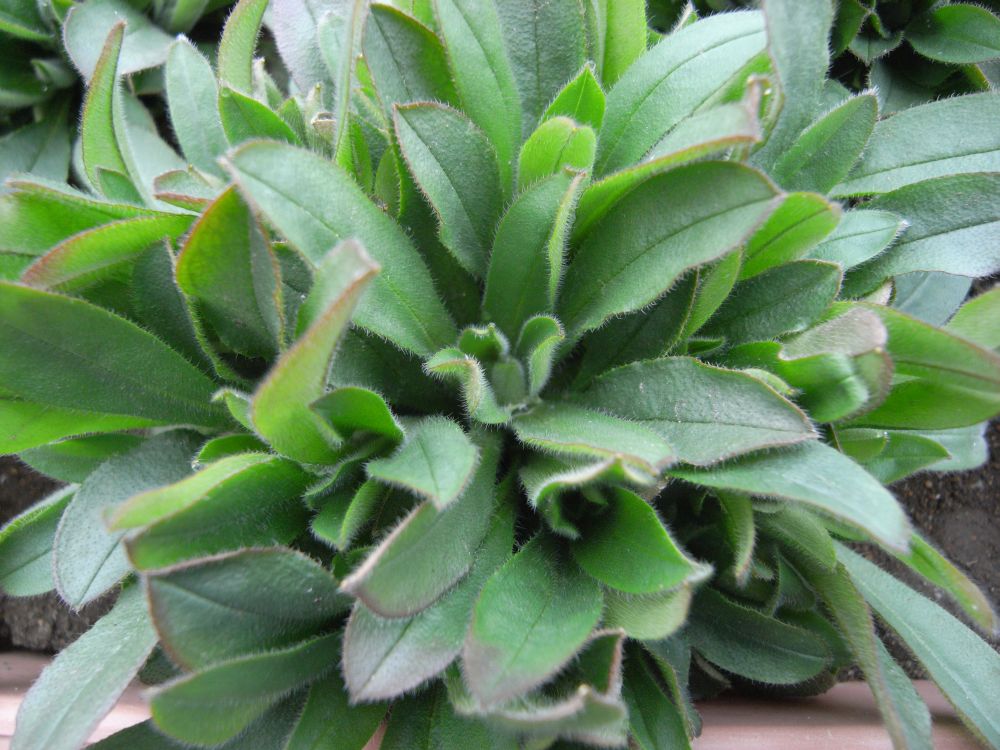 ���X���i�O�T�T