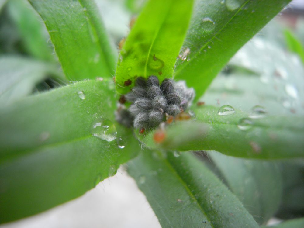 ���X���i�O�T�U