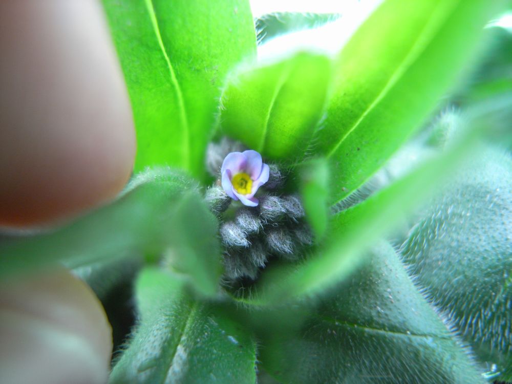 ���X���i�O�T�V