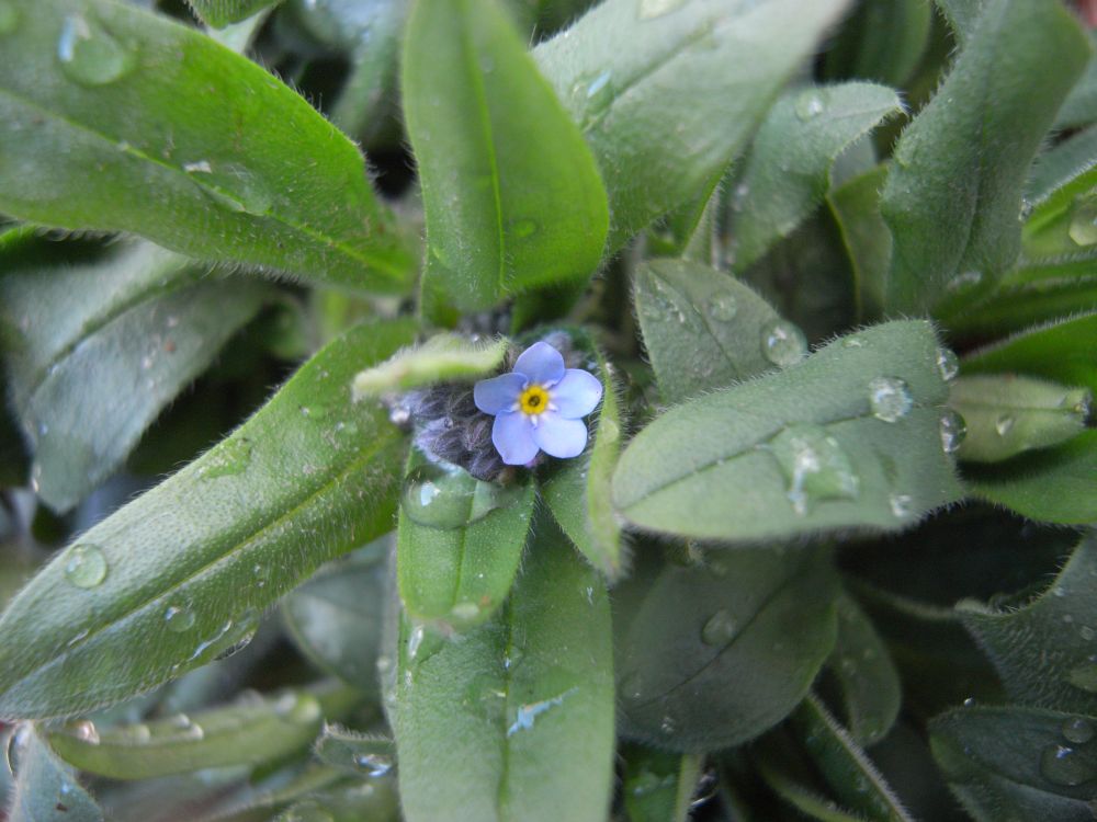 ���X���i�O�T�X