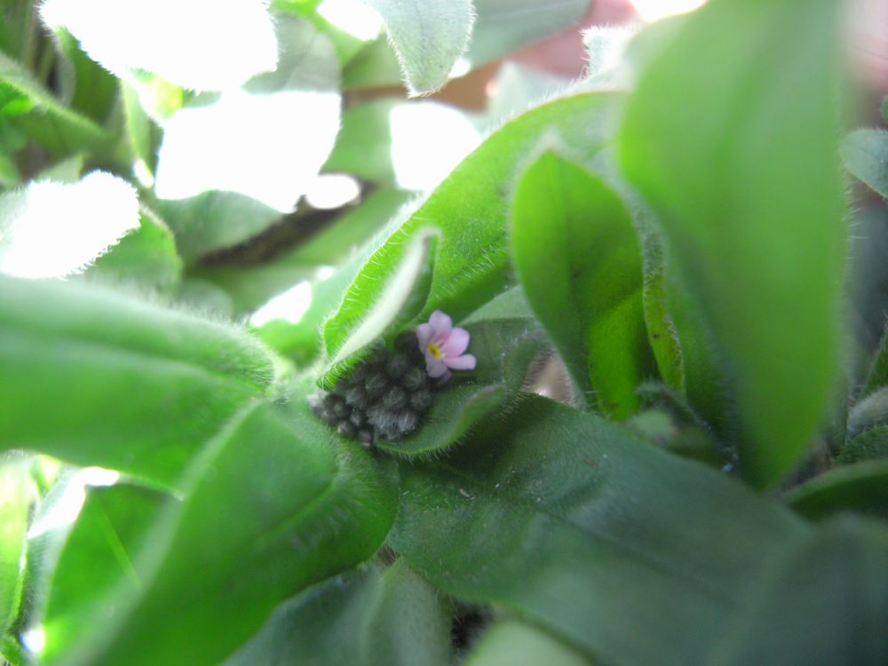 ���X���i�O�T�P�U