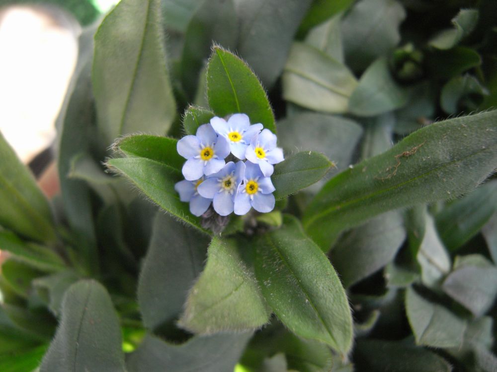 ���X���i�O�T�P�X