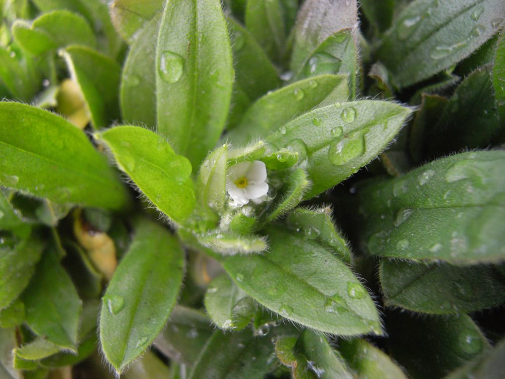 ���X���i�O�T�Q�O