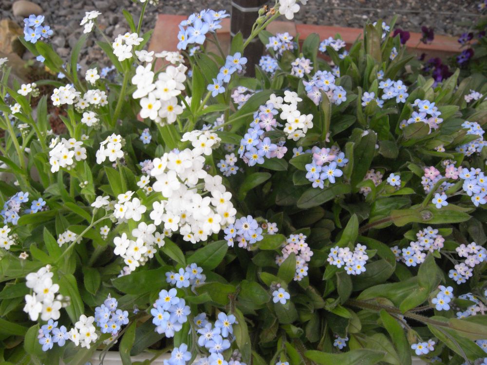 ���X���i�O�T�R�O