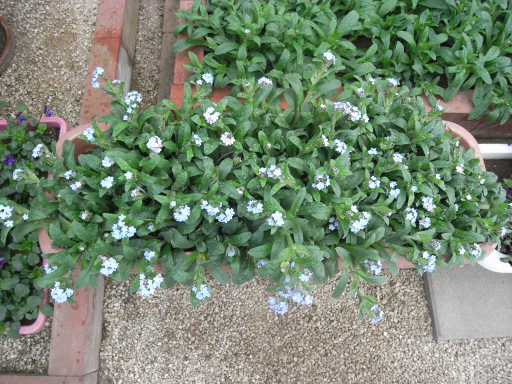 ���X���i�O�T�R�R