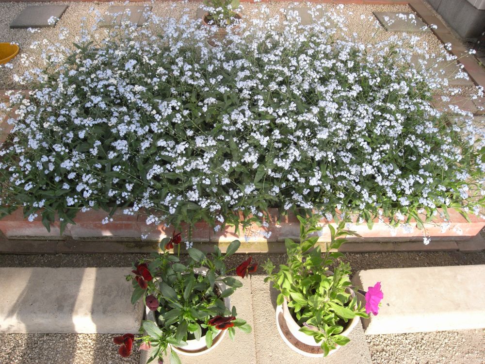 ���X���i�O�T�R�S