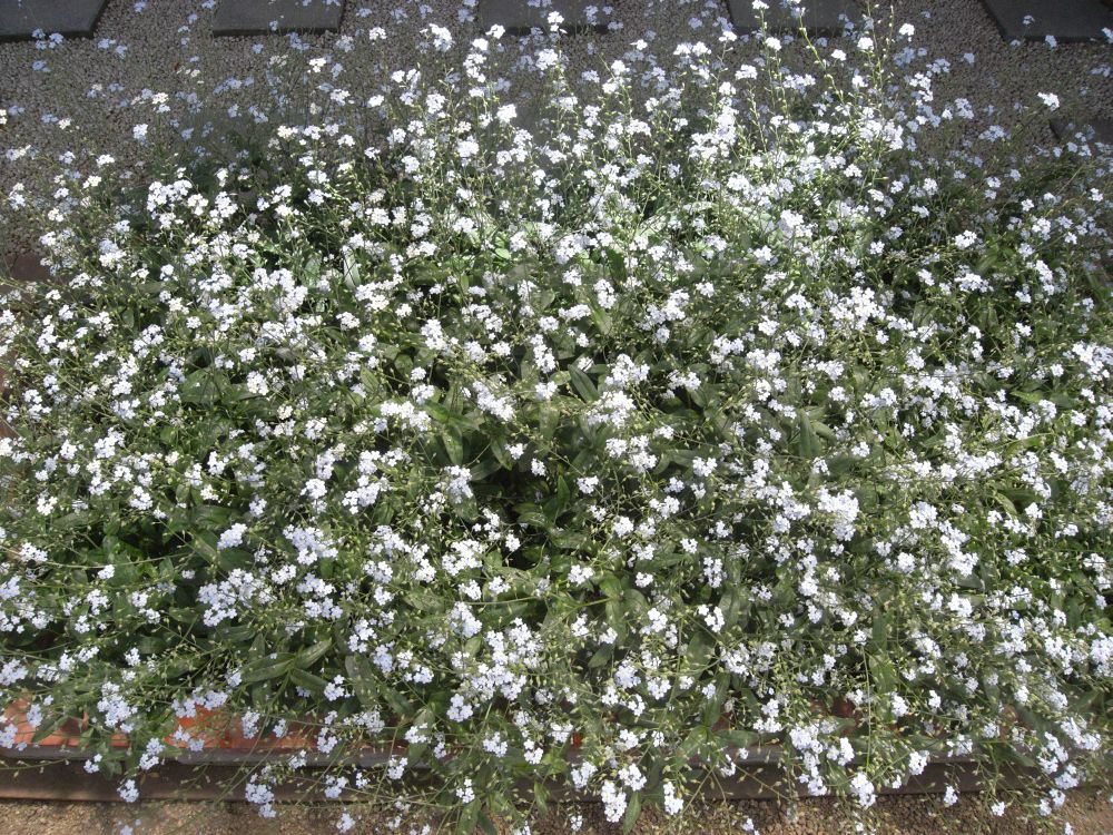 ���X���i�O�T�R�T