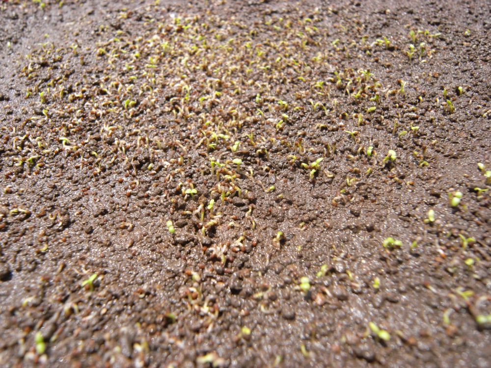 �y�`���j�A�Q