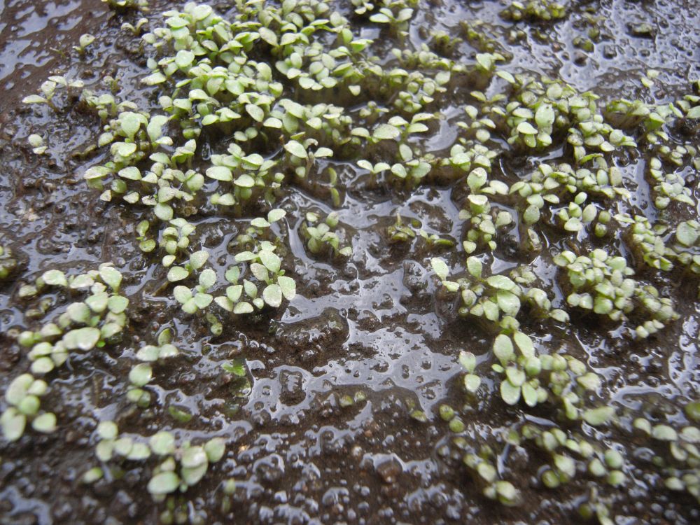 �y�`���j�A�R