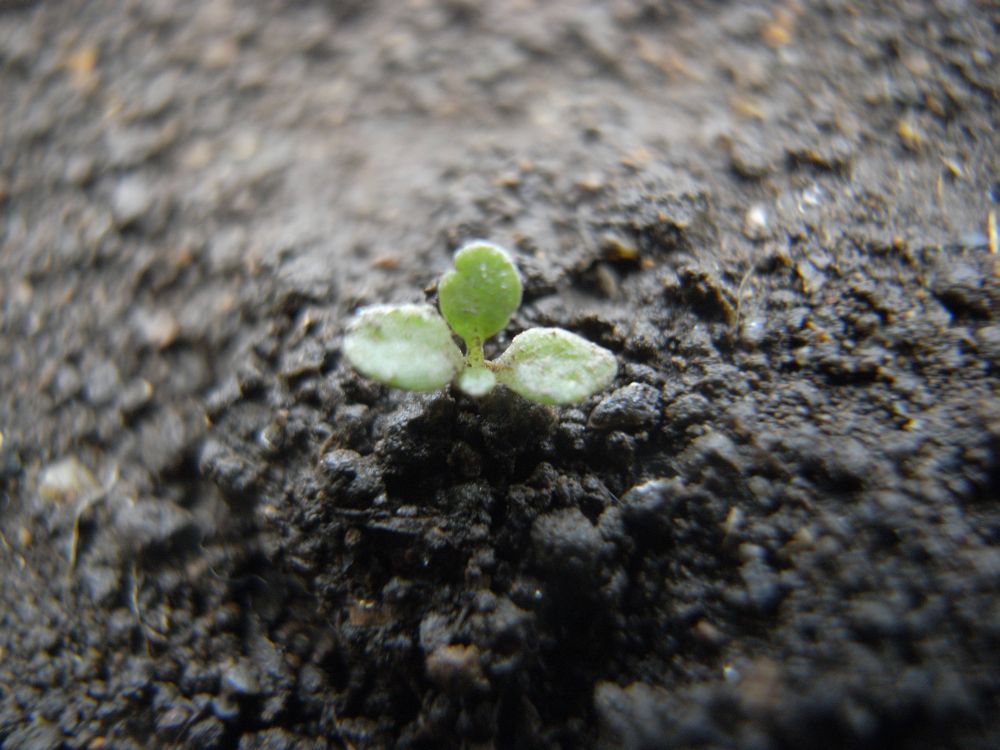 �y�`���j�A�S