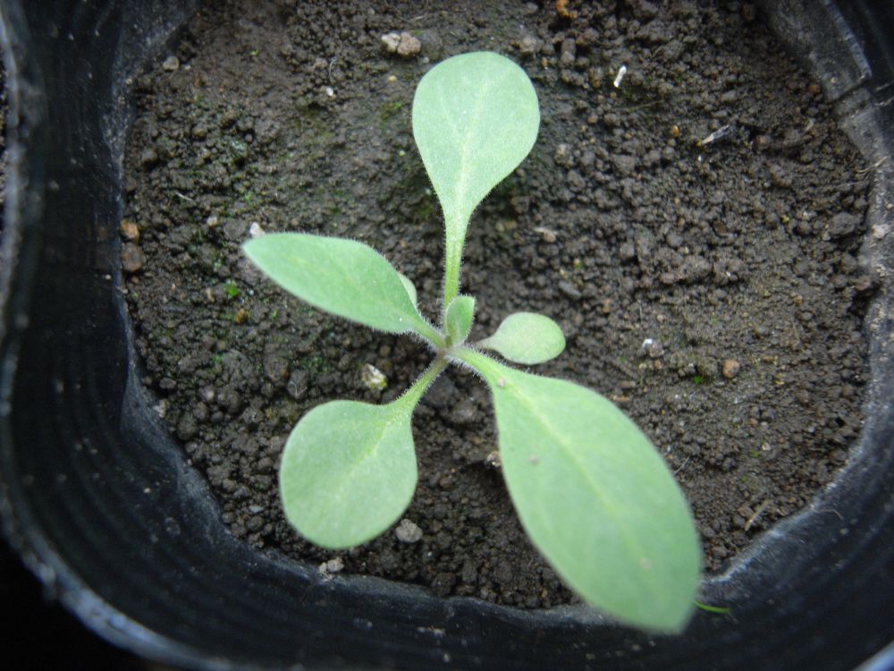 �y�`���j�A�T