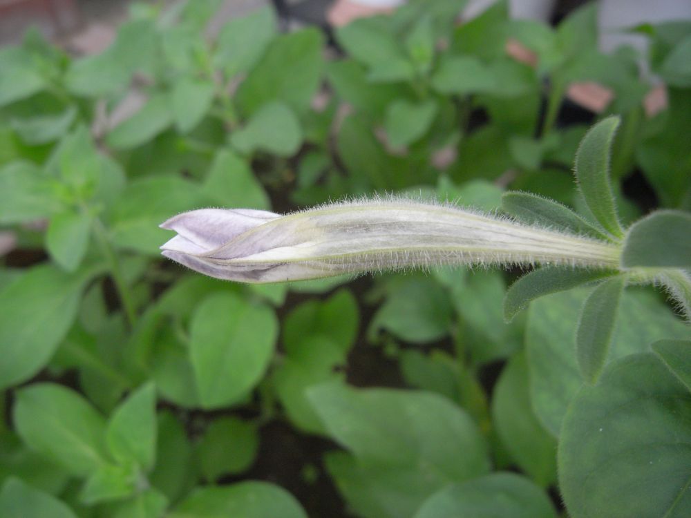 �y�`���j�A�U