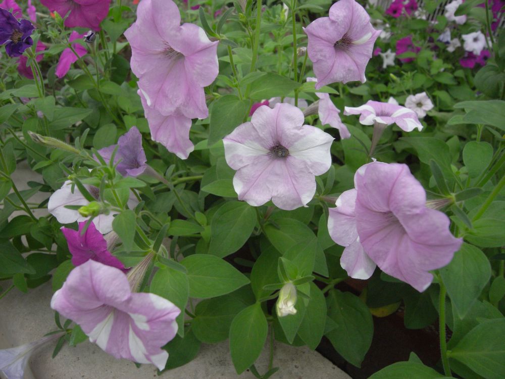 �y�`���j�A�X