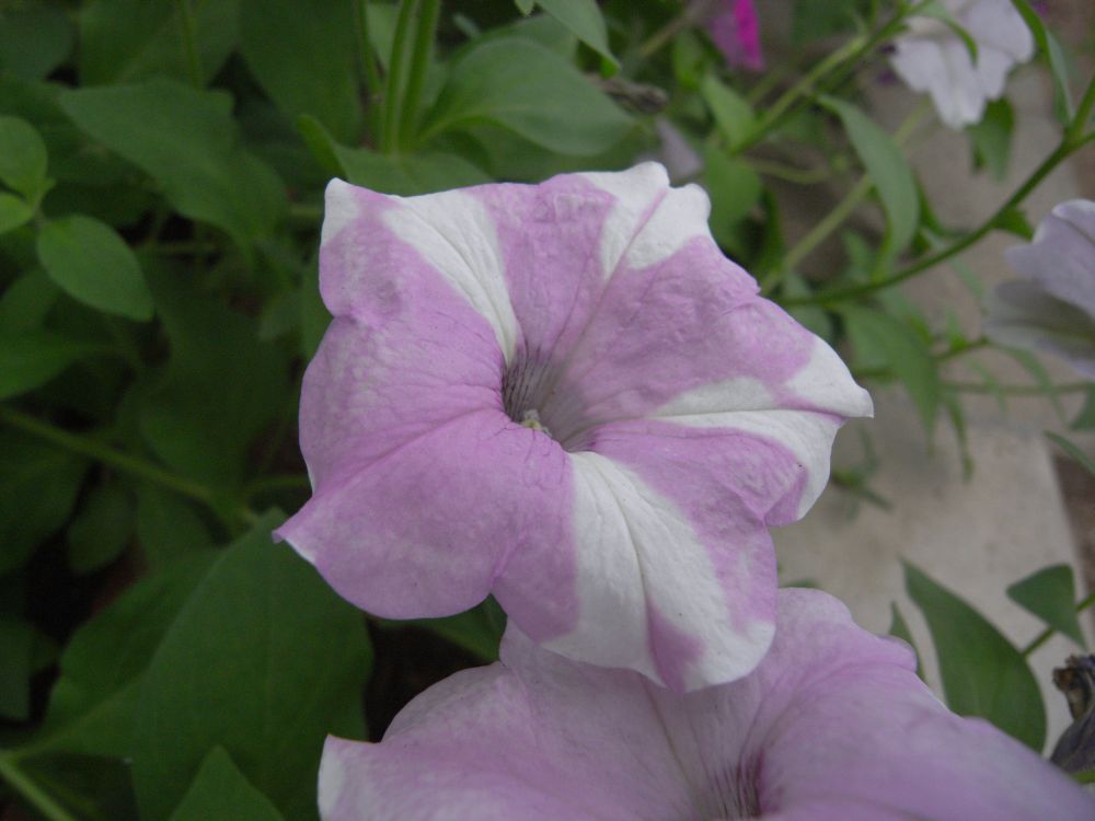 �y�`���j�A�P�O