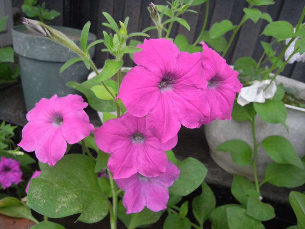 �y�`���j�A�P�P