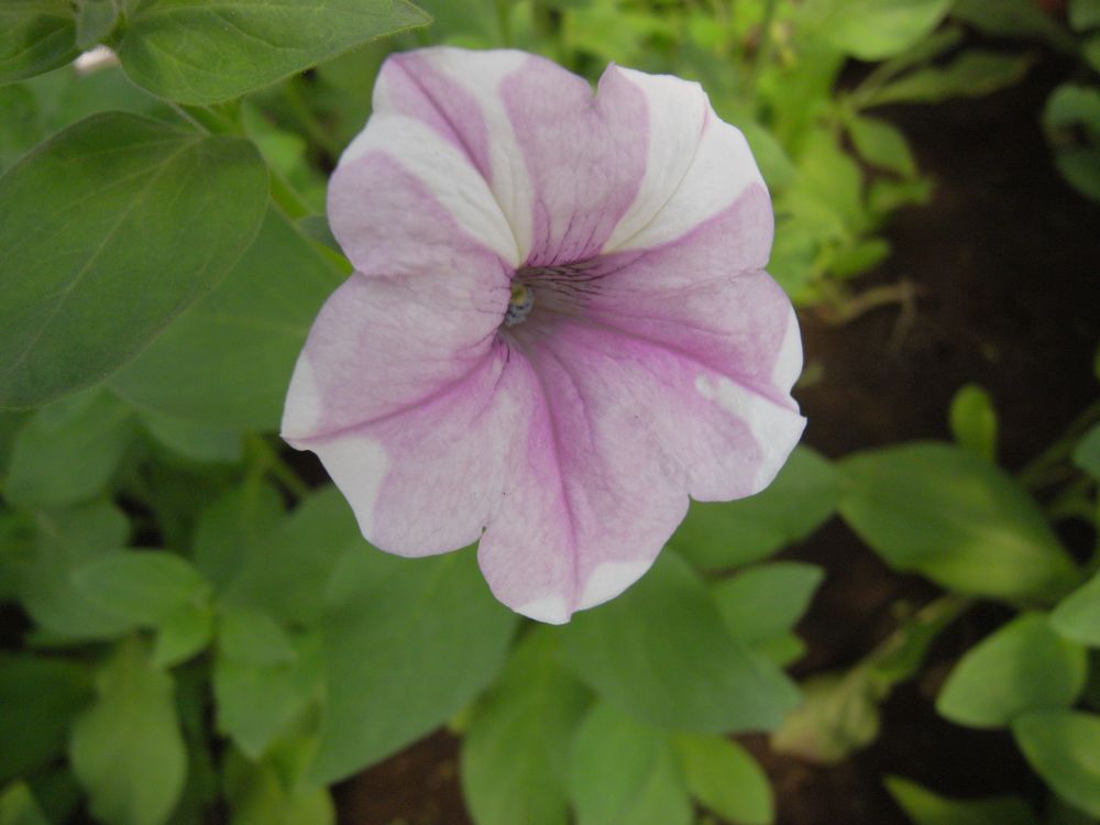 �y�`���j�A�P�Q