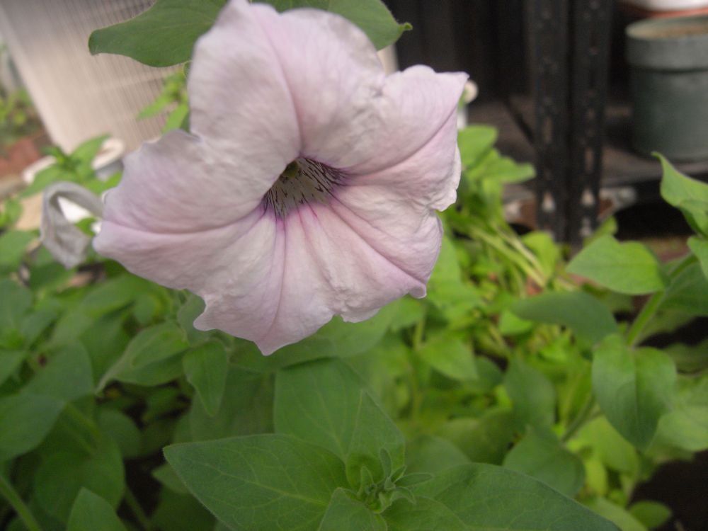 �y�`���j�A�P�R