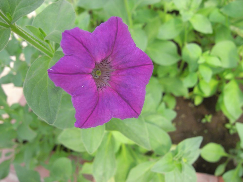 �y�`���j�A�P�S