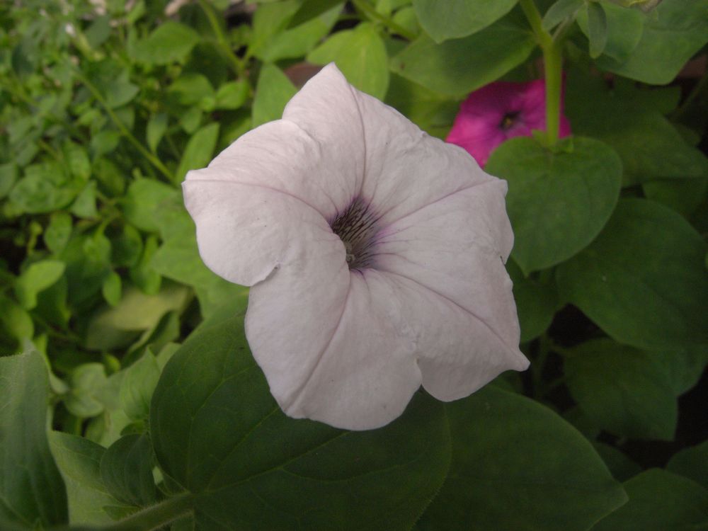 �y�`���j�A�P�U