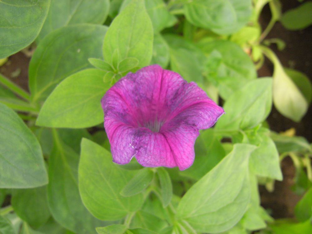 �y�`���j�A�P�W