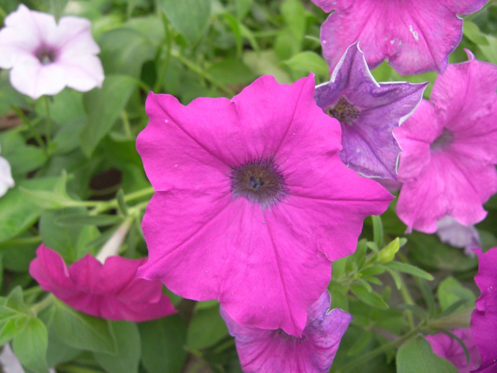 �y�`���j�A�Q�O