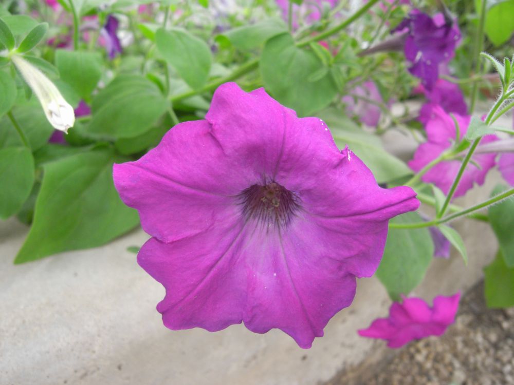 �y�`���j�A�Q�P