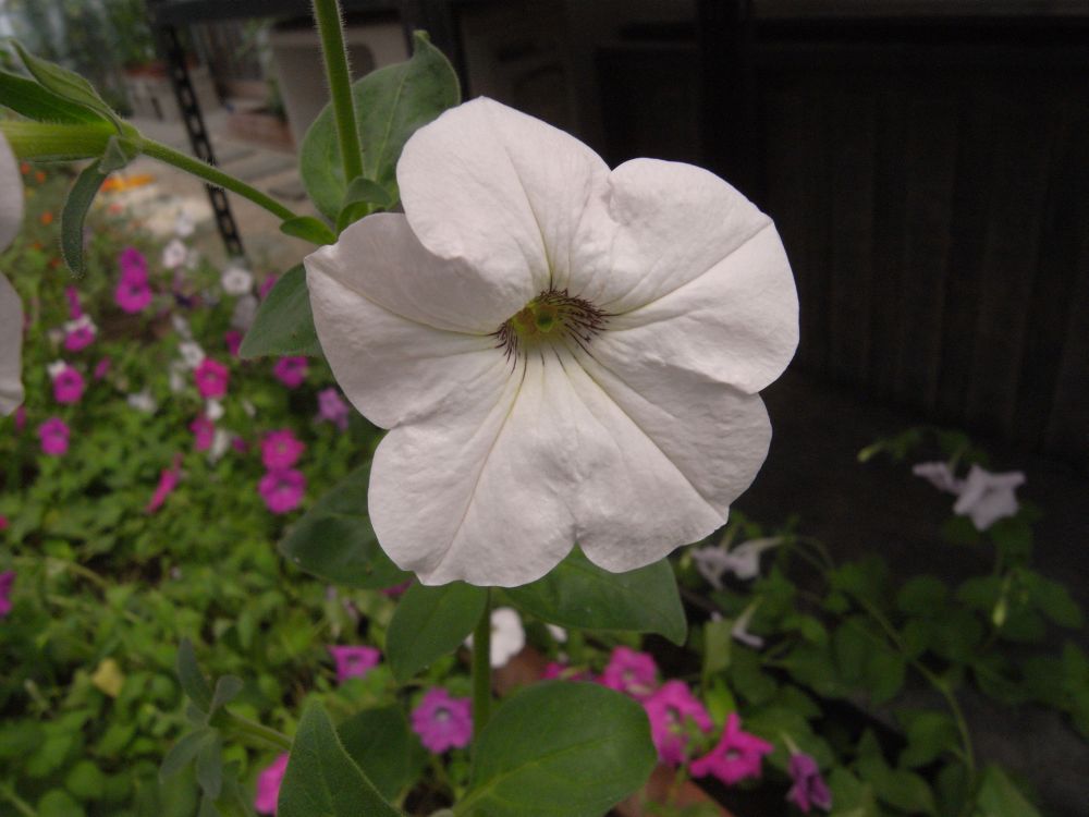 �y�`���j�A�Q�Q