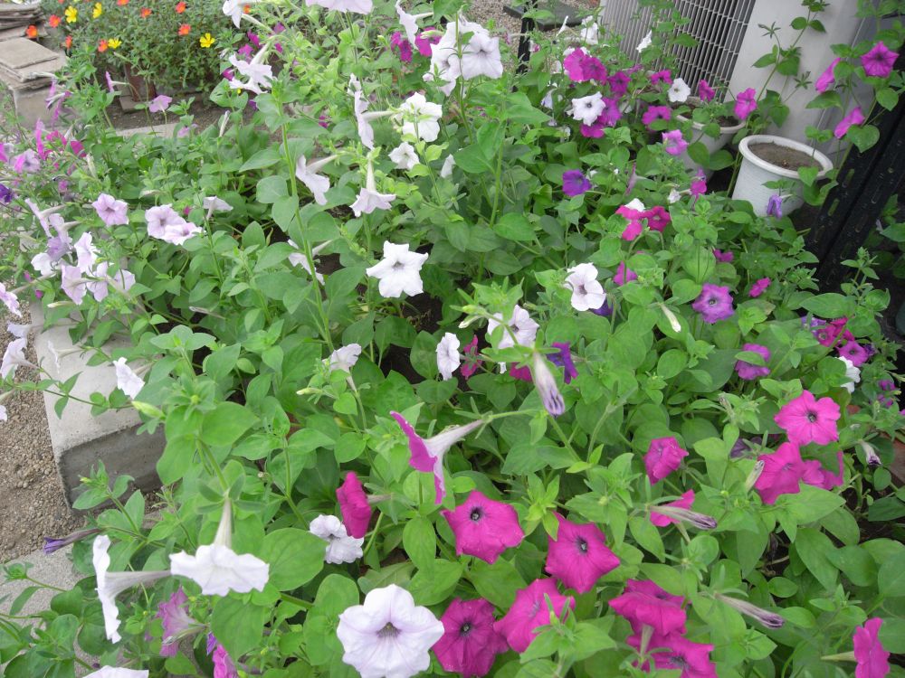 �y�`���j�A�Q�T