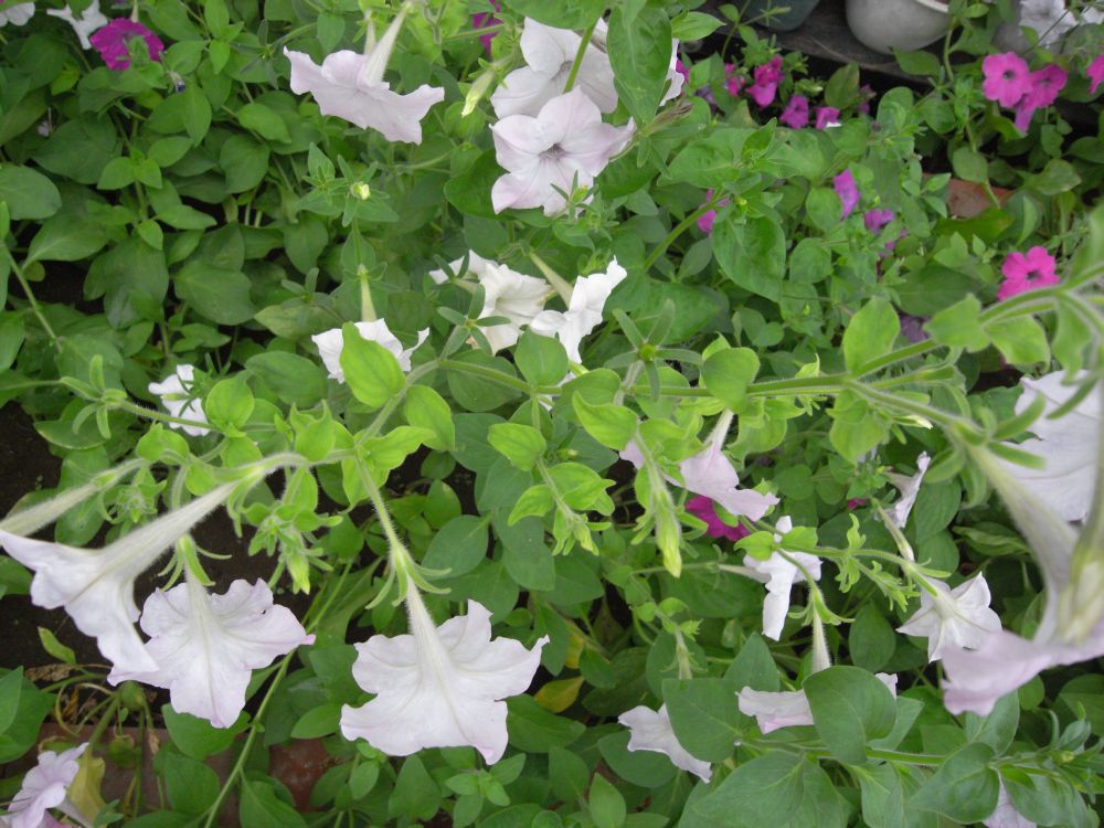 �y�`���j�A�Q�V