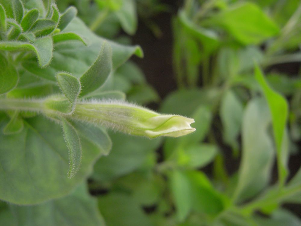 �y�`���j�A�R�P