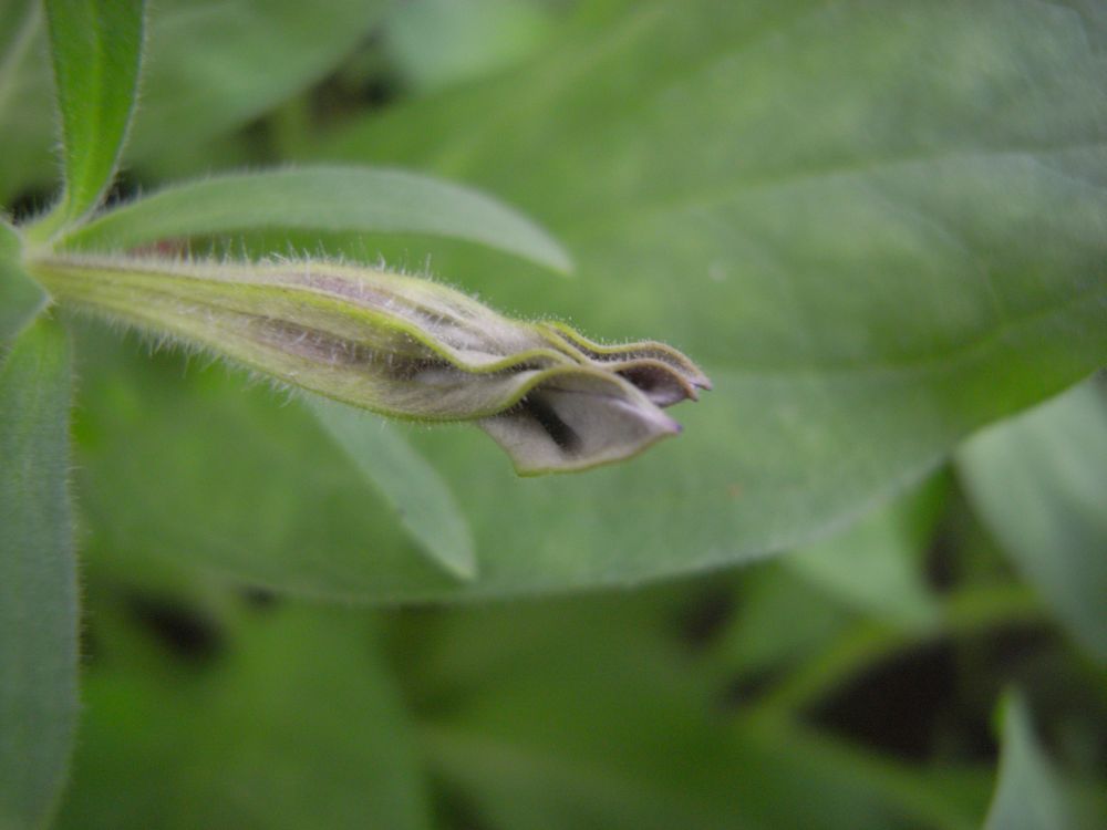 �y�`���j�A�R�Q