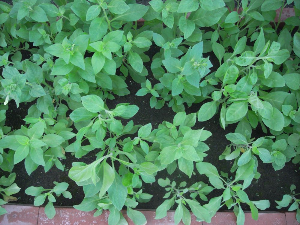 �y�`���j�A�R�T