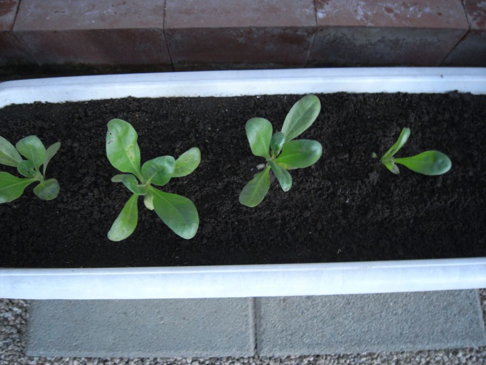 �c�̐A���t����ƂW