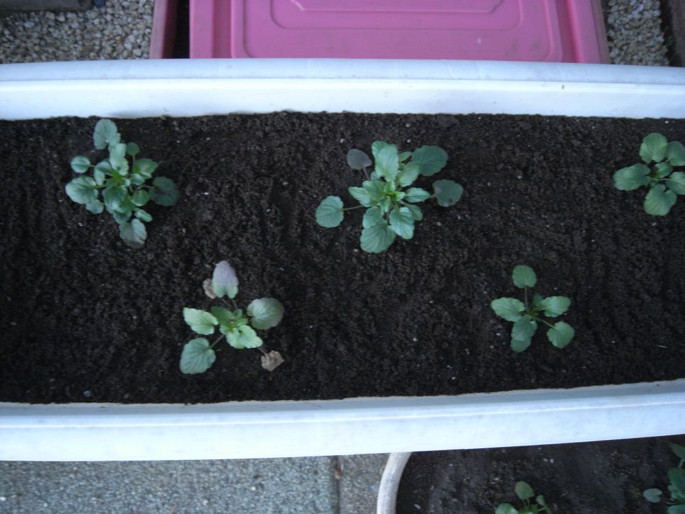 �c�̐A���t����ƂX