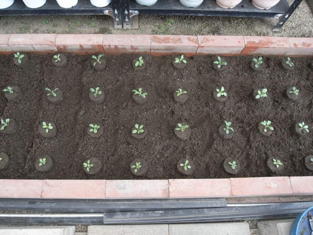 �c�̐A���t����ƂP�Q