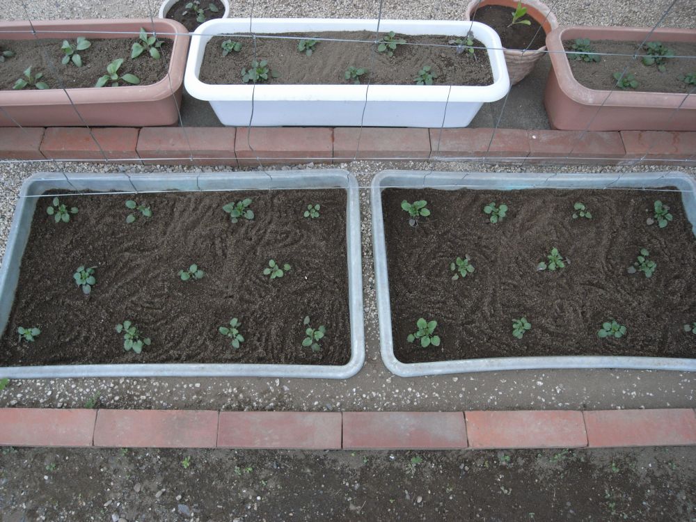 �c�̐A���t����ƂP�U