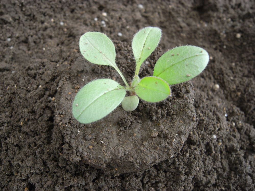 �c�̐A���t����ƂQ�U