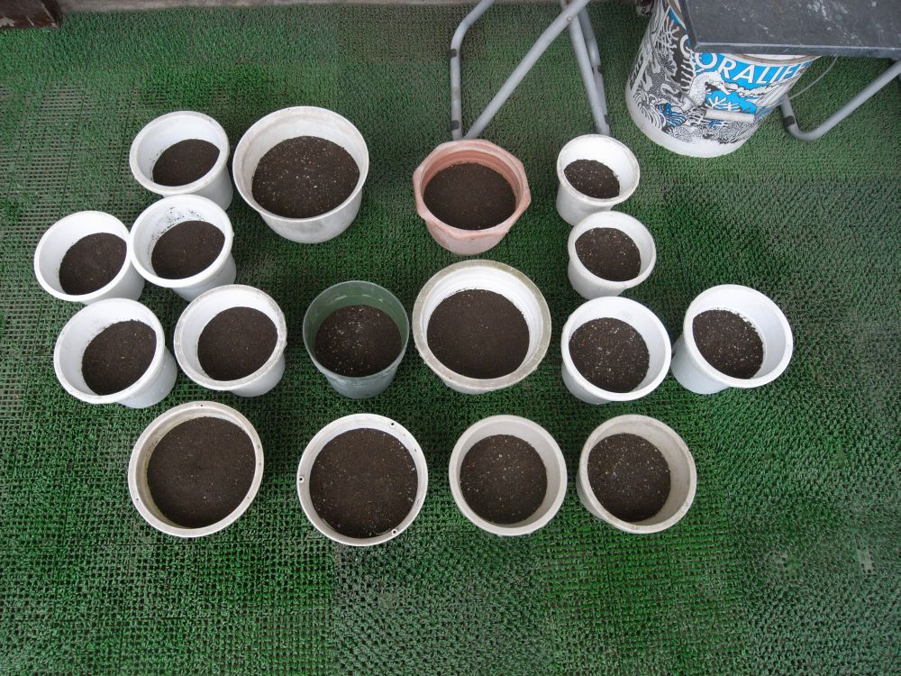 �c�̐A���t����ƂQ�X