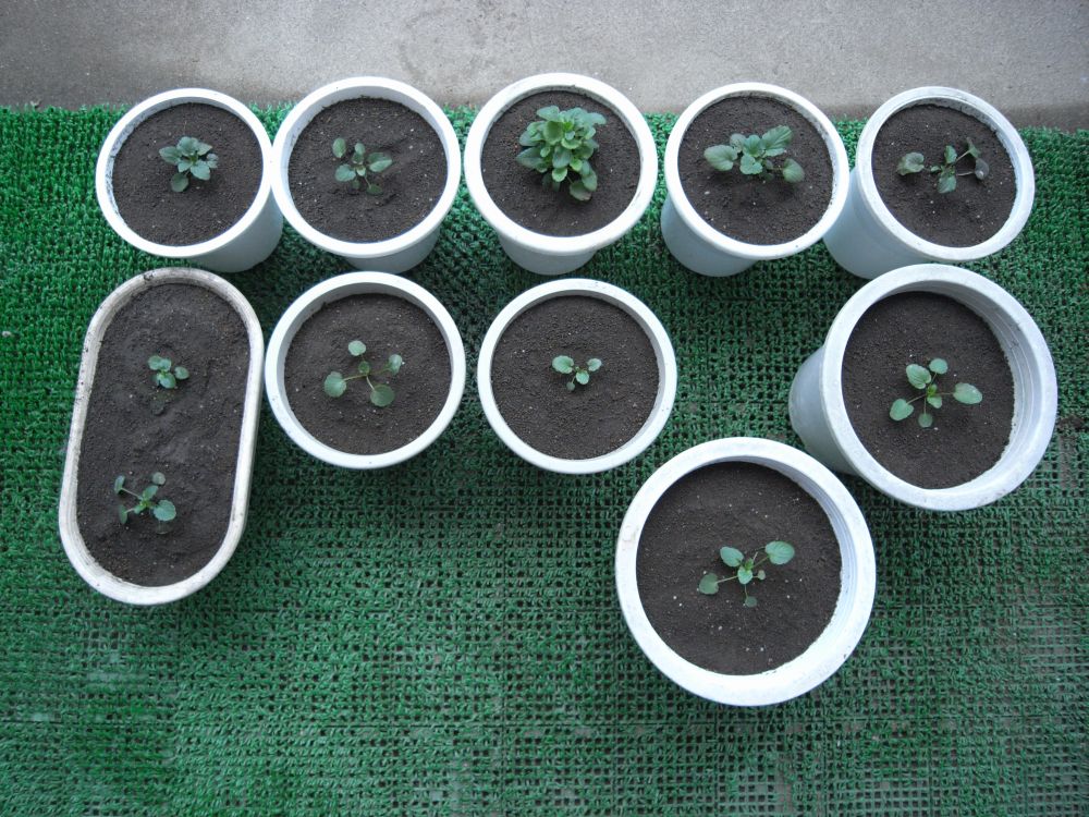 �c�̐A���t����ƂR�O