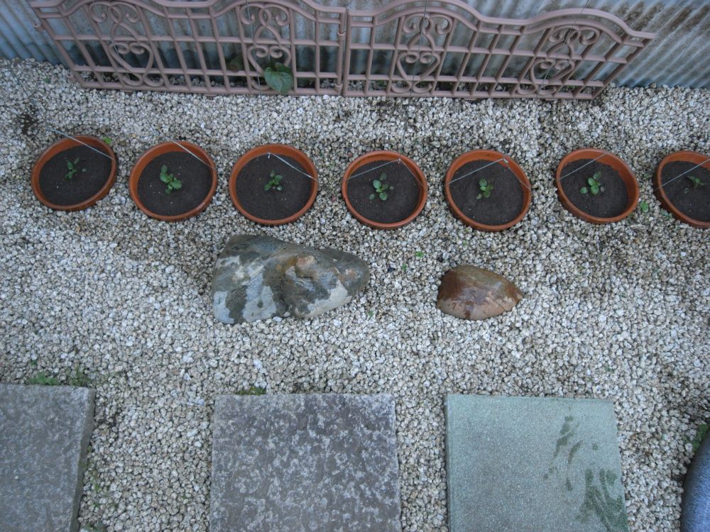 �c�̐A���t����ƂR�P