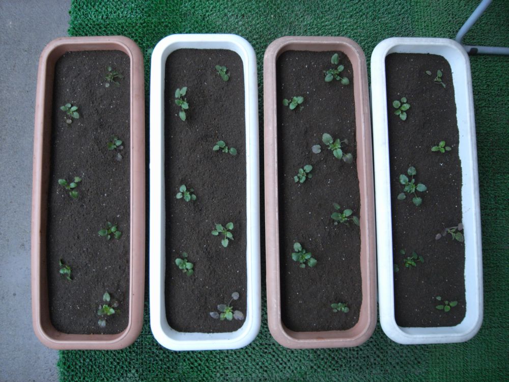 �c�̐A���t����ƂR�Q