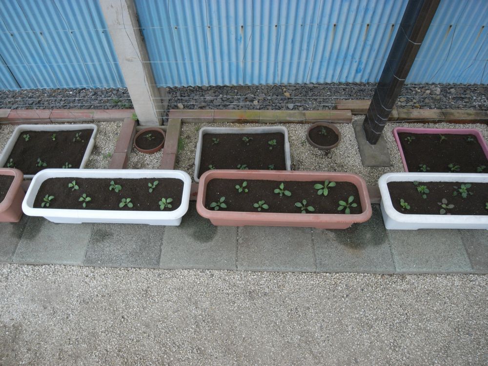 �c�̐A���t����ƂR�S