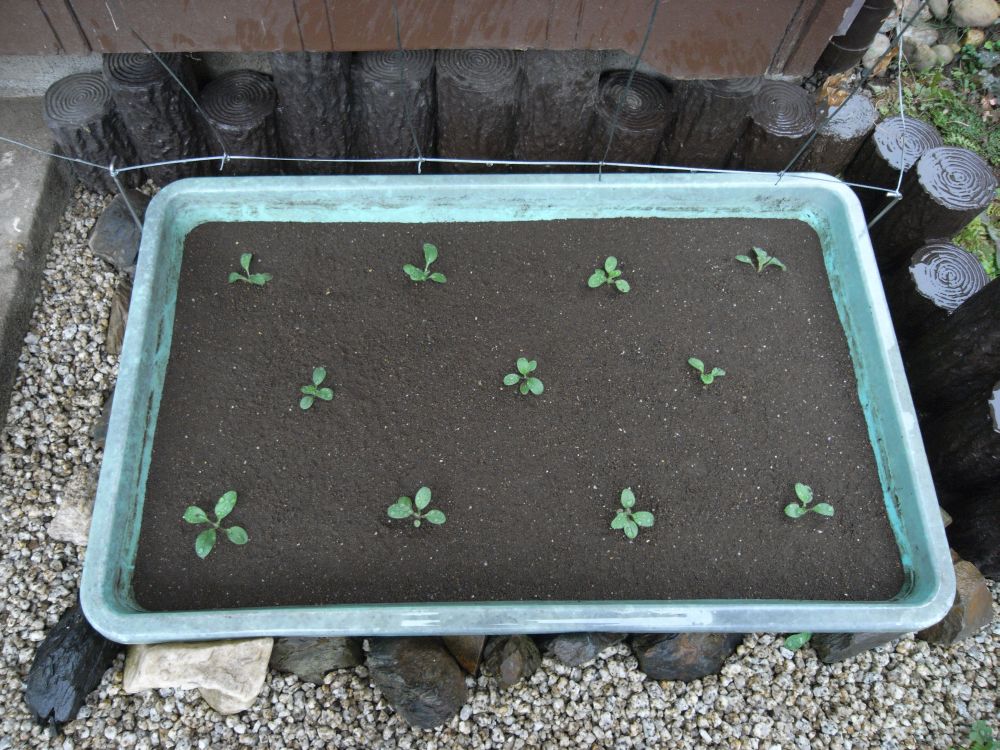 �c�̐A���t����ƂR�T