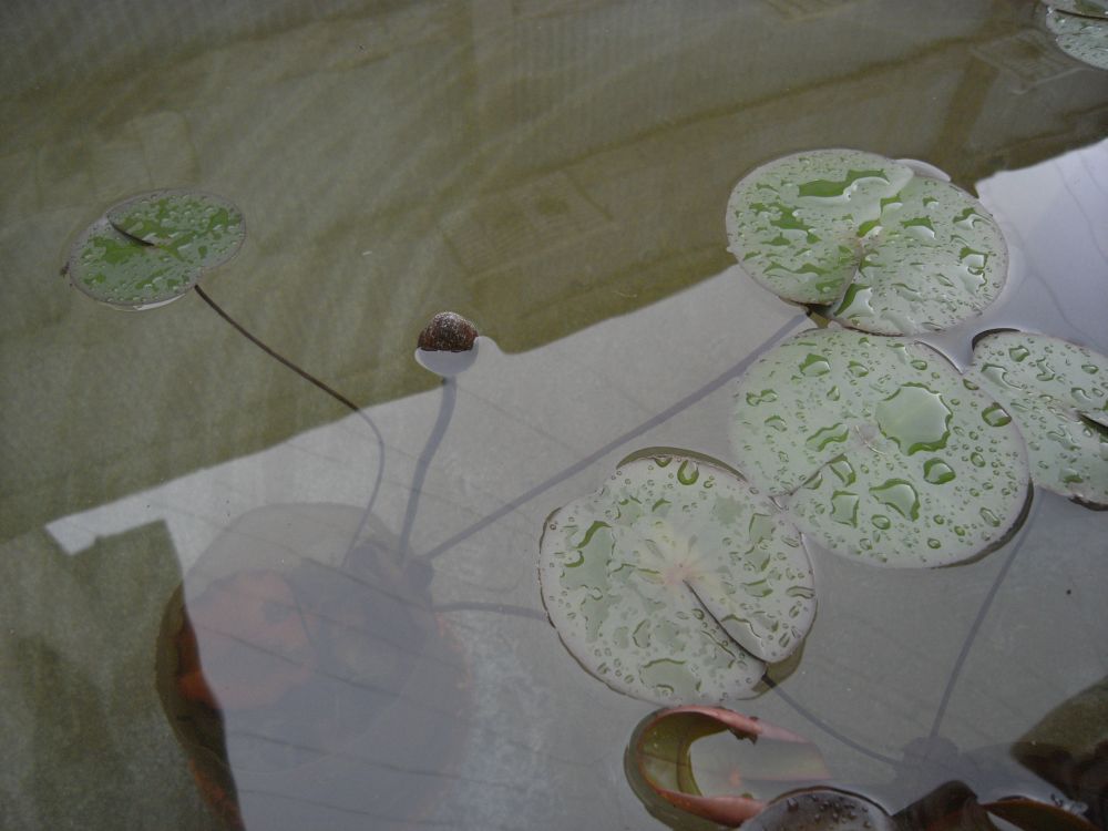 �X�C�����Q